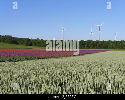 Landschaft mit Einem Naturfeld mit roten Mohnblumen im Sommer, Rheinhesse, Rheinland-Pfalz Stockfoto