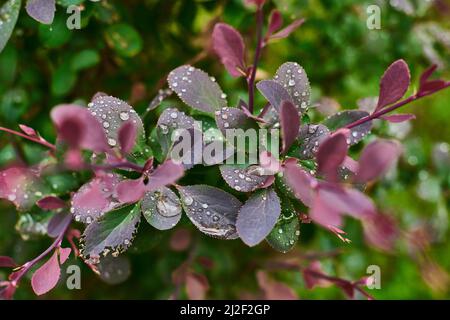 Nahaufnahme große Tropfen nach Regen auf die Blätter eines Busches im Frühjahr auf grünen Bäumen Hintergrund. Bewässerung Sträucher - flache Tiefe des Feldes Stockfoto