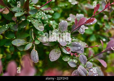 Bewässerung Sträucher. Nahaufnahme Tropfen Wasser nach Regen auf Ästen im Frühjahr auf grünem Strauch Hintergrund - flache Tiefe des Feldes Stockfoto