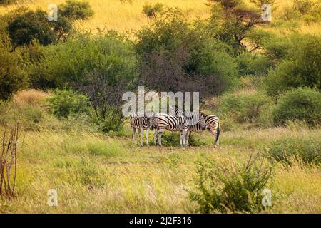 Gruppe von Zebras im Pilanesberg Nationalpark. Südafrika. Stockfoto