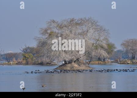 Keoladeo National Park, Bharatpur, Indien Stockfoto