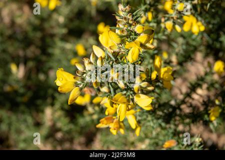 Leuchtend gelbe Stachelschweinegorse ein Mitglied der Familie der Erbsengewächse Stockfoto