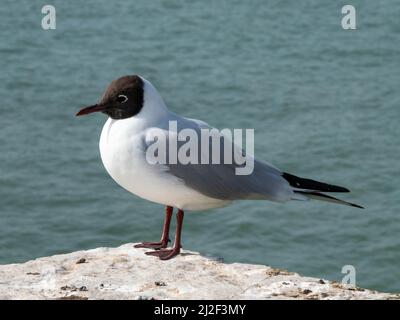 Schwarzkopfmöwe, die auf einem Steinpfosten im Meer thront Stockfoto