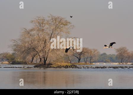 Keoladeo National Park, Bharatpur, Indien Stockfoto