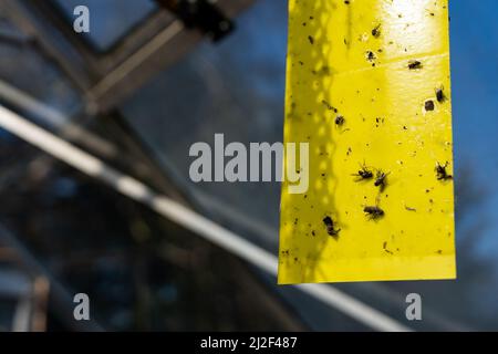 Tote Fliegen steckten auf einem Stück Fliegenkegel, der vom Dach eines Gewächshauses hing. Es wird verwendet, um das Gemüse zu schützen, das zu Hause angebaut wird Stockfoto