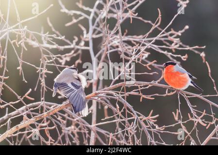 Ein Paar Gimpel-Vögel am Baumzweig am Wintertag. Stockfoto