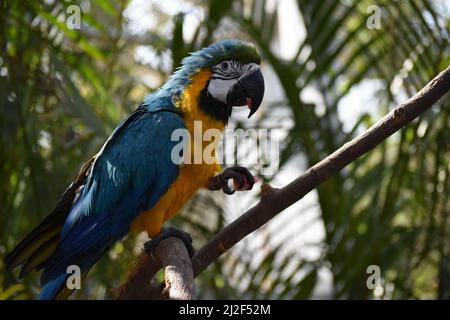 Blauer und gelber Ara, der ein Stück Wassermelone in Mund und Klaue hält. Stockfoto