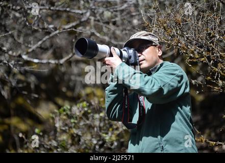 (220401) -- CHENGDU, 1. April 2022 (Xinhua) -- He Xiaoan fotografiert Vögel im Wolong National Nature Reserve, südwestlich der chinesischen Provinz Sichuan, 23. März 2022. HE Xiaoan, 55, ein Mitarbeiter des Wolong National Nature Reserve, ist auch ein Vogelbeobachter, der die Arten, Gewohnheiten und Spuren von Vögeln hier beobachtet. Viele der Fotos, die er über die 293 Vogelarten in Wolong gemacht hat, sind zu einer wertvollen Referenz für die Erforschung der Vogelvielfalt geworden. Er hofft, Menschen mit Videos und Fotos zu inspirieren, die er gemacht hat, um an den Schutzarbeiten der ökologischen Umwelt und der Biodiversität der Naturschutzgebiete teilzunehmen. (Xi Stockfoto