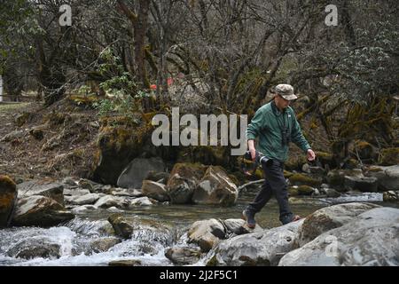 (220401) -- CHENGDU, 1. April 2022 (Xinhua) -- He Xiaoan überquert einen Fluss im Wolong National Nature Reserve, südwestlich der chinesischen Provinz Sichuan, 23. März 2022. HE Xiaoan, 55, ein Mitarbeiter des Wolong National Nature Reserve, ist auch ein Vogelbeobachter, der die Arten, Gewohnheiten und Spuren von Vögeln hier beobachtet. Viele der Fotos, die er über die 293 Vogelarten in Wolong gemacht hat, sind zu einer wertvollen Referenz für die Erforschung der Vogelvielfalt geworden. Er hofft, Menschen mit Videos und Fotos zu inspirieren, die er gemacht hat, um an den Schutzarbeiten der ökologischen Umwelt und der Biodiversität der Naturschutzgebiete teilzunehmen. (Xinhua/L Stockfoto