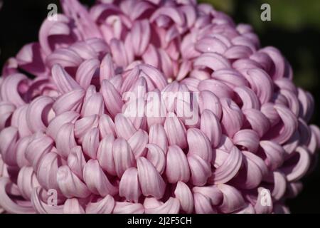 Nahaufnahme der Incurve Chrysantheme. Stockfoto
