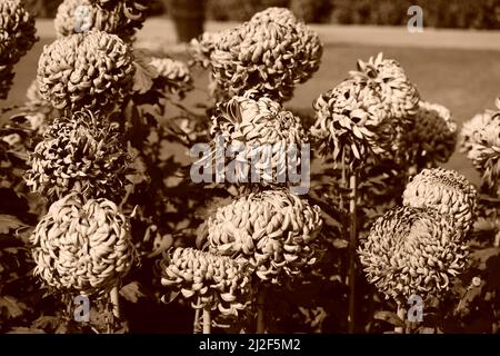 Chrysanthemen mit Zwischenkurve auf der Annual Chryanthemum Show Dec 2021, Chandigarh, Indien. Stockfoto