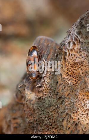 Falschkäfer, Abdera flexuosa auf Erlenhalterung, Inonotus radiatus Stockfoto