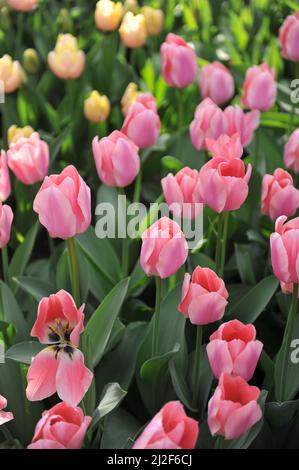 Rosa Triumph Tulpen (Tulipa) Aprikona blüht im März in einem Garten Stockfoto