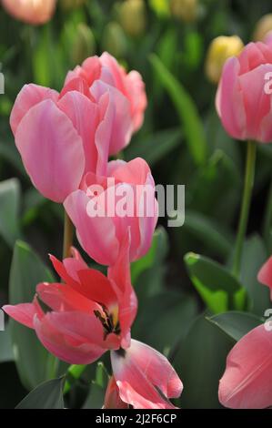 Rosa Triumph Tulpen (Tulipa) Aprikona blüht im März in einem Garten Stockfoto