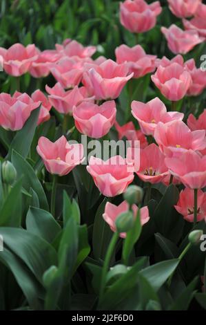 Rosa Triumph Tulpen (Tulipa) Aprikona blüht im März in einem Garten Stockfoto