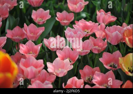 Rosa Triumph Tulpen (Tulipa) Aprikona blüht im März in einem Garten Stockfoto