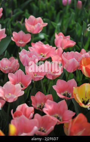 Rosa Triumph Tulpen (Tulipa) Aprikona blüht im März in einem Garten Stockfoto