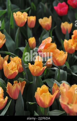 Orangefranste Tulpen (Tulipa) Aprikosenkristall blüht im März in einem Garten Stockfoto