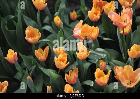 Orangefranste Tulpen (Tulipa) Aprikosenkristall blüht im März in einem Garten Stockfoto