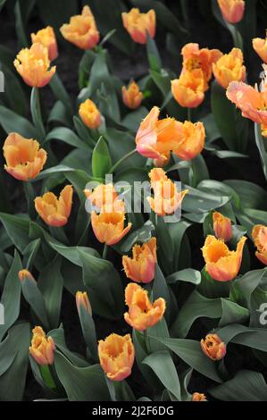 Orangefranste Tulpen (Tulipa) Aprikosenkristall blüht im März in einem Garten Stockfoto