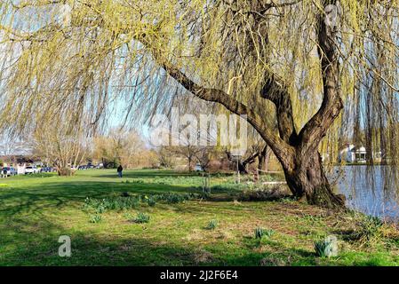 An einem sonnigen Frühlingstag an der Themse in Shepperton Surrey England, Großbritannien, blüht Salix Chrysocoma in Blätter Stockfoto