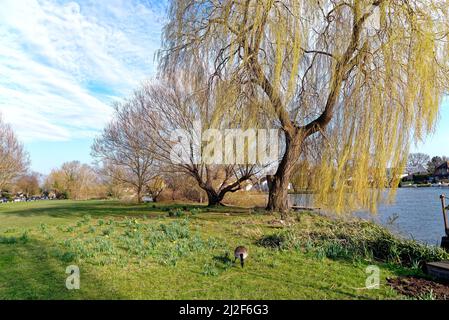 An einem sonnigen Frühlingstag an der Themse in Shepperton Surrey England, Großbritannien, blüht Salix Chrysocoma in Blätter Stockfoto