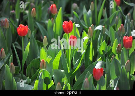 Rote Tulpen (Tulipa) Arktisches Feuer blüht im März in einem Garten Stockfoto