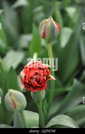 Im März blühen in einem Garten zwei spätPfingstrosen-Tulpen (Tulipa) bombastisch-rote Blüten Stockfoto