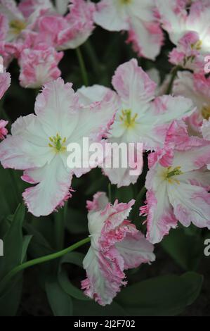 Rosa und weiße Papageientulpen (Tulipa) Cabanna blühen im März in einem Garten Stockfoto