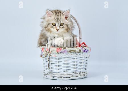 Sibirisches Kätzchen auf farbigem Hintergrund in einem Geschenkkorb Stockfoto