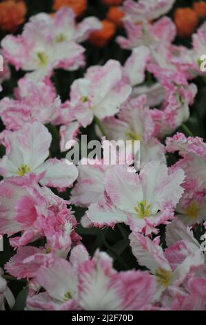 Rosa und weiße Papageientulpen (Tulipa) Cabanna blühen im März in einem Garten Stockfoto