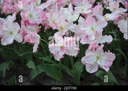 Rosa und weiße Papageientulpen (Tulipa) Cabanna blühen im März in einem Garten Stockfoto