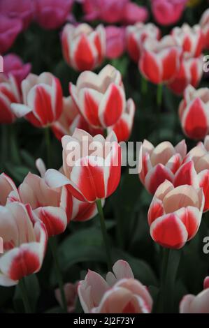 Rot und weiß Darwin Hybride Tulpen (Tulipa) Candy Apple Delight blühen im März in einem Garten Stockfoto