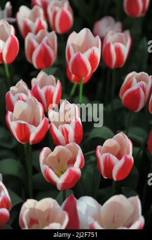 Rot und weiß Darwin Hybride Tulpen (Tulipa) Candy Apple Delight blühen im März in einem Garten Stockfoto