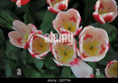 Rot und weiß Darwin Hybride Tulpen (Tulipa) Candy Apple Delight blühen im März in einem Garten Stockfoto