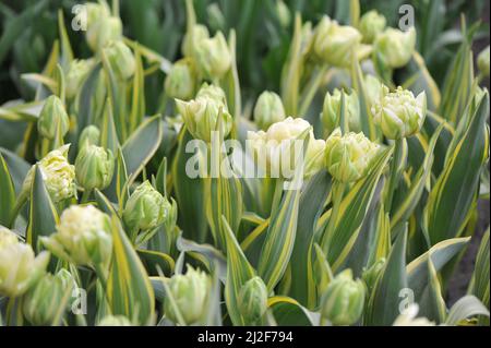 Cremig-weiße Pfingstrosen-Blüten Double Early Tulpen (Tulipa) Verona Design mit bunten Blättern blühen im März in einem Garten Stockfoto