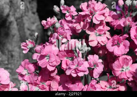 Nahaufnahme von rosa Stock Blumen. Stockfoto