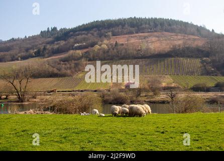 Lämmer auf der Moselwiese Stockfoto