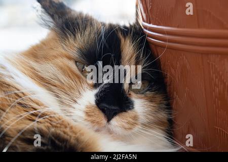 Tricolor Katze auf der Fensterbank Nahaufnahme Porträt Stockfoto