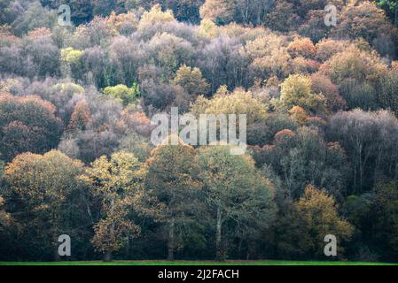 Ein Eichenwald im Herbst am Rande einer Wiese in Paradela Galicia Stockfoto