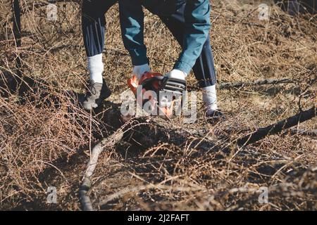 Junge 17-jährige Leiharbeiterin in Arbeitskleidung kämpft mit einer Kettensäge und einem trockenen Lärchenbaum. Holzverarbeitung in der Wildnis. Einen Fallen schneiden Stockfoto