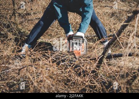 Junge 17-jährige Leiharbeiterin in Arbeitskleidung kämpft mit einer Kettensäge und einem trockenen Lärchenbaum. Holzverarbeitung in der Wildnis. Einen Fallen schneiden Stockfoto