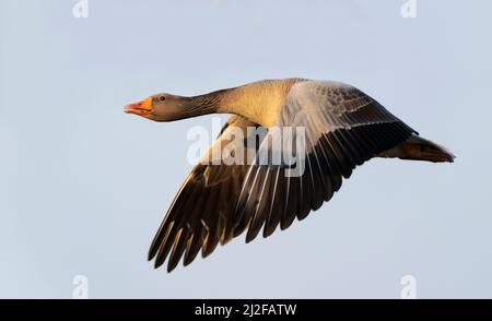 Eine Greylag-Gans (Anser anser) im Flug im späten Nachmittagssonne, Norfolk Stockfoto