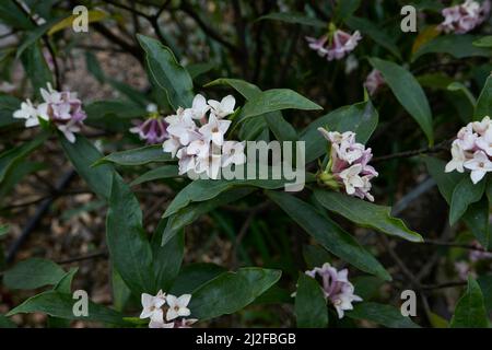 Duftende Blüten von Daphne odora Strauch Stockfoto