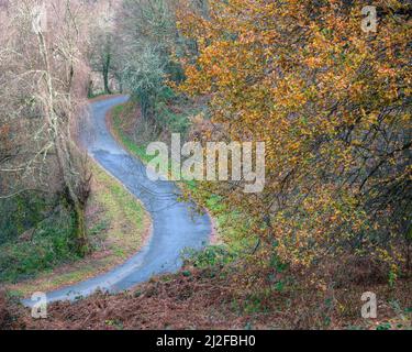 Auf dem Camino de Santiago in Portomarin Lugo Galicia schlängelt sich die Landstraße zwischen herbstlichen Wäldern und uralten Eichen Stockfoto