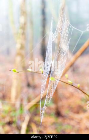 Nahaufnahme eines mit Tau bedeckten Spinnennetzes, das an einem nebligen Morgen im Frühling vor einem weichen Hintergrund eines Birkenwaldes endet. Stockfoto