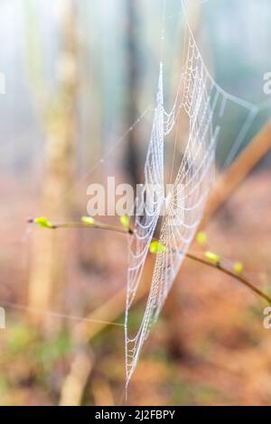 Nahaufnahme eines mit Tau bedeckten Spinnennetzes, das an einem nebligen Morgen im Frühling vor einem unfokussieren Hintergrund eines Birkenwaldes endet. Stockfoto