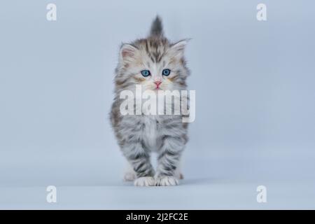 Sibirisches Kätzchen auf farbigen Hintergründen Stockfoto