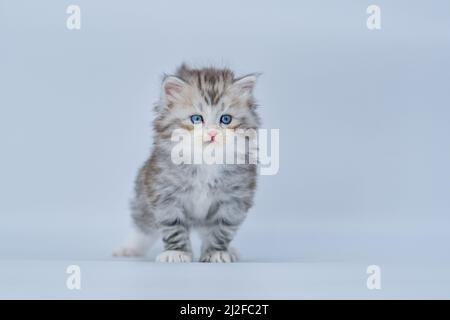 Sibirisches Kätzchen auf farbigen Hintergründen Stockfoto