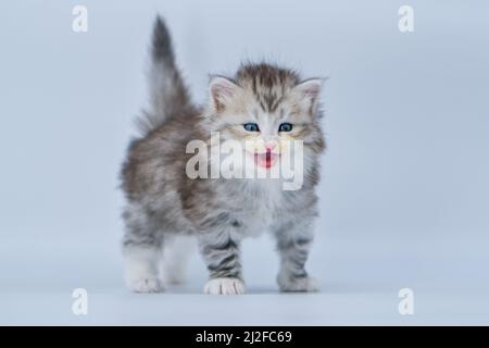 Sibirisches Kätzchen auf farbigen Hintergründen Stockfoto